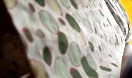 سكوت ليكسينغتون جنس أجنبي الملاعين ديك ضخمة